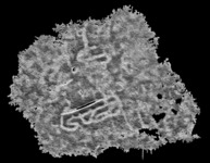 Download the full-sized image of Penedo do Muro 1 Enhanced Visualization Grey [dataset]